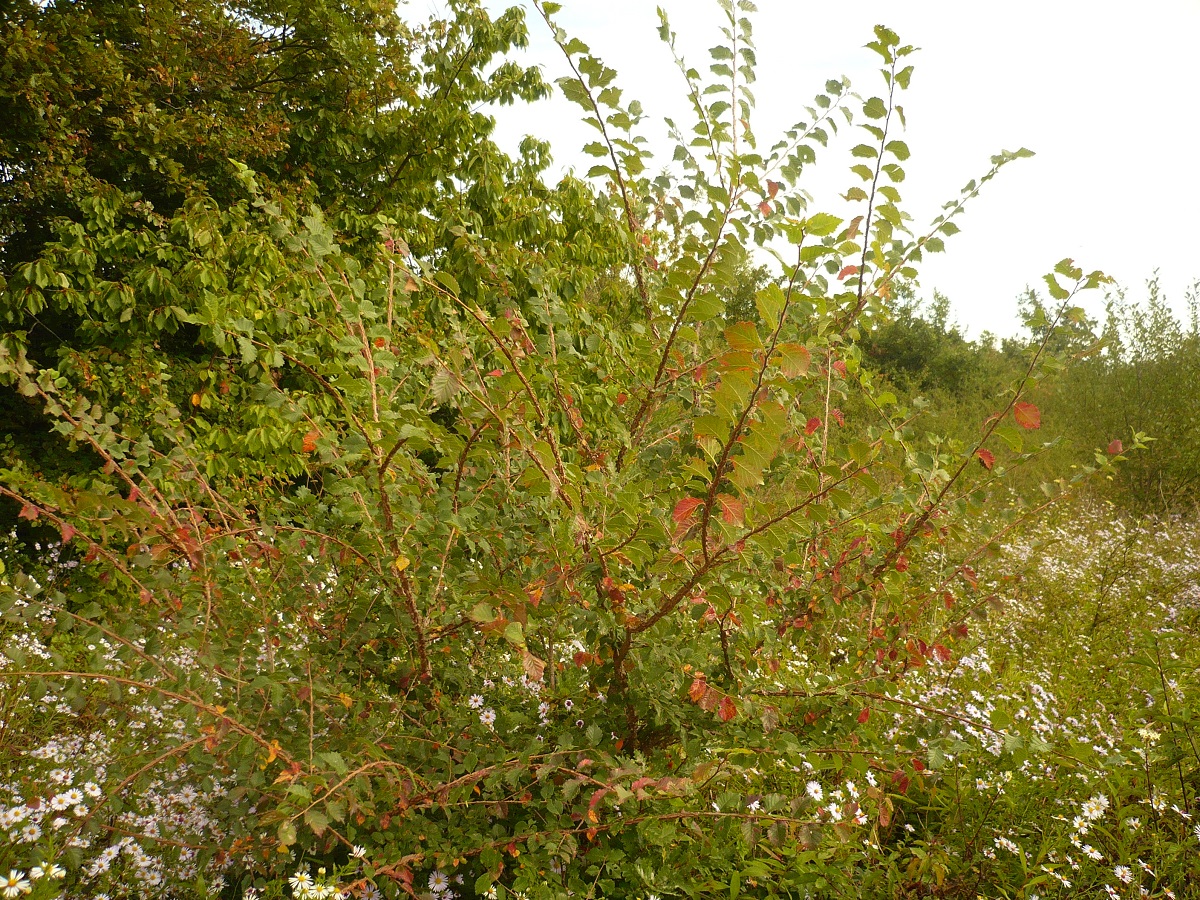Ulmus minor var. suberosa (Ulmaceae)